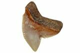 Fossil Tiger Shark Tooth (Galeocerdo) - Angola #259463-1